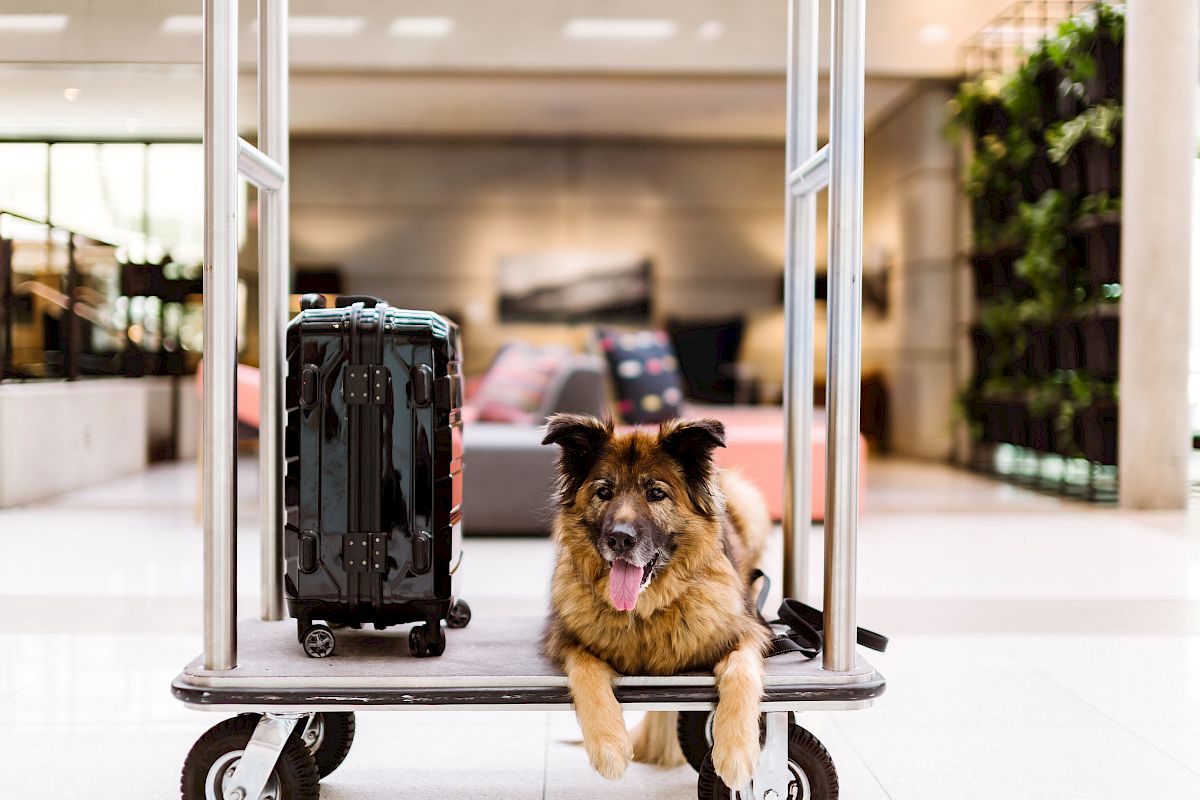 A dog sits on a luggage cart next to a suitcase in an indoor setting, possibly an airport or hotel lobby. The dog looks happy and relaxed.