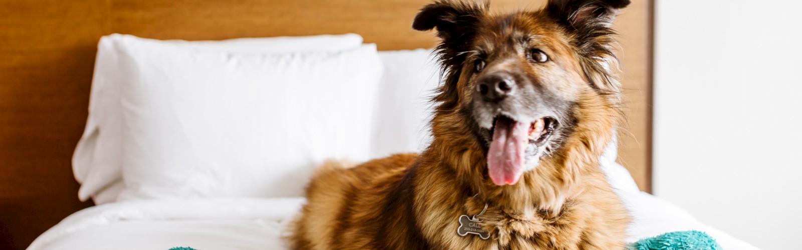 A fluffy dog with a collar lies on a bed with a teal blanket and a colorful toy beside it.