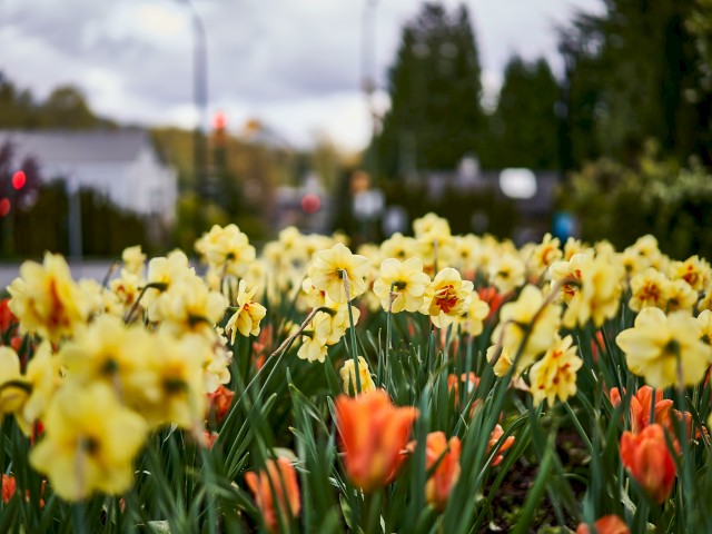 A close-up of a vibrant garden with yellow and orange flowers in focus, blurred background with trees and buildings, under a cloudy sky.