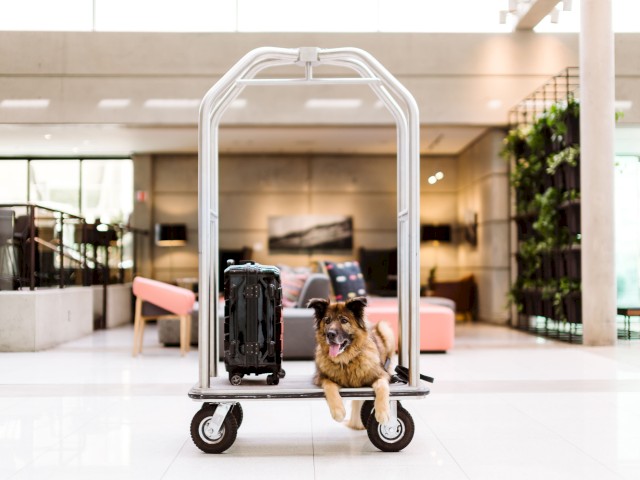 A dog resting on a hotel luggage cart next to a suitcase in a modern, well-lit lobby with comfortable seating and greenery in the background.