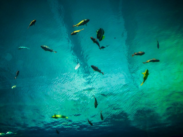 This image shows various fish swimming in a blue-green underwater environment, highlighted by natural light streaming through the water.