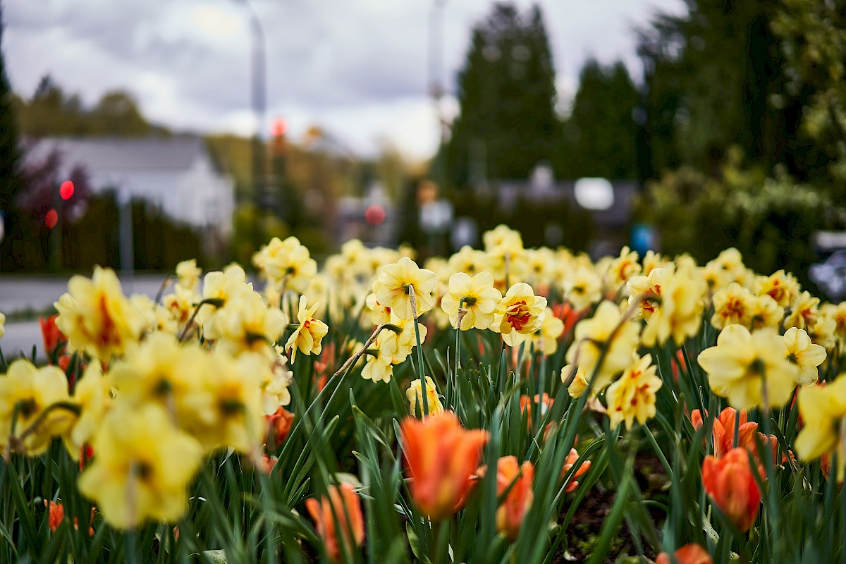 Yellow and orange flowers blooming in a garden with a blurred background of trees and buildings.