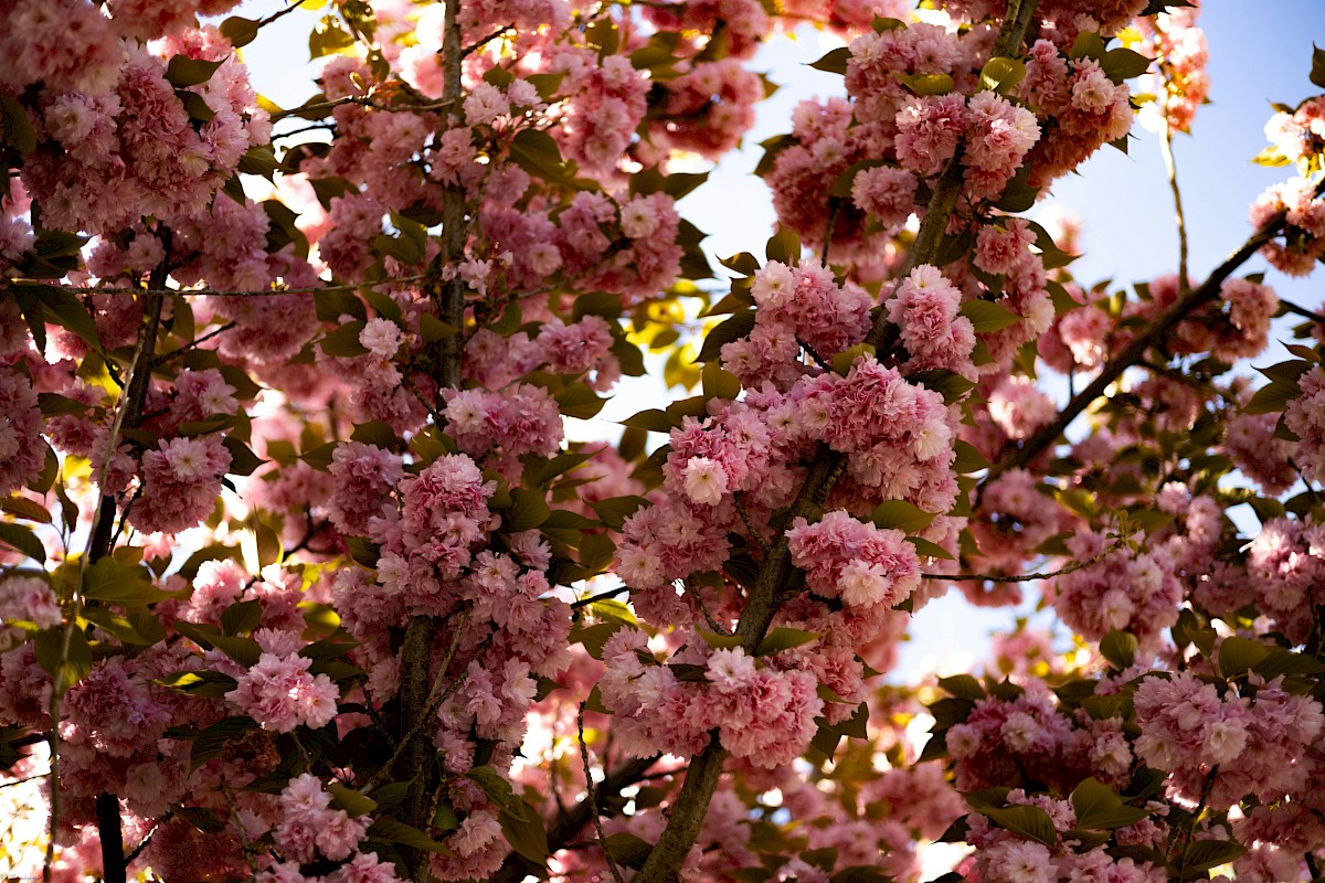 The image shows a tree with abundant pink cherry blossoms against a clear sky.