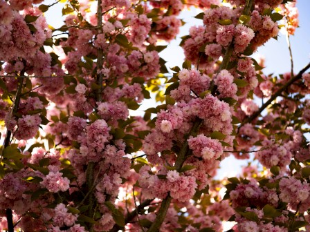 The image shows branches of a tree adorned with clusters of vibrant pink cherry blossoms against a bright sky.