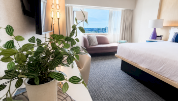 A modern hotel room with a large bed, a sitting area near the window, and a potted plant on a table in the foreground.